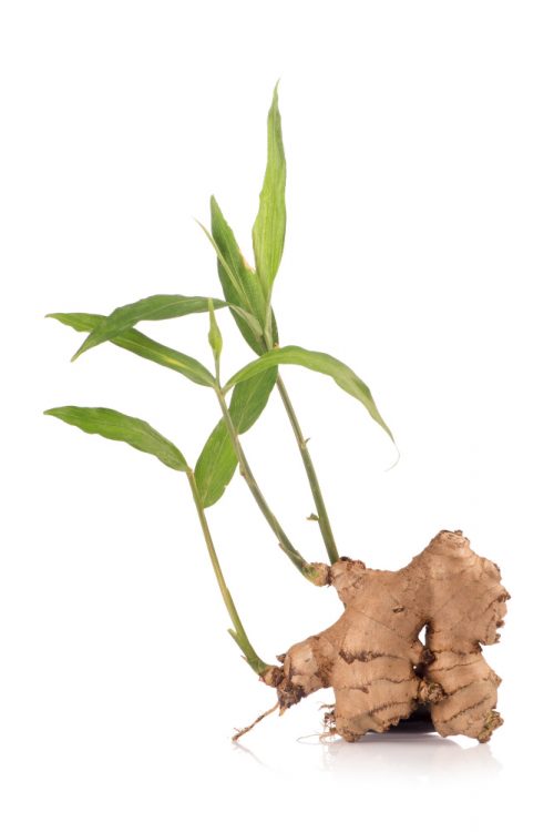 feuilles de gingembre ingwer blätter